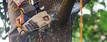 Trusted Floral Park, NY Tree Services Experts