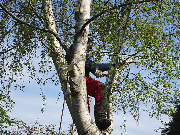 How Our Tree Care Process Works  in  Floral Park, NY